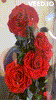 MesmerizingGifts™ Enchanted 9 Roses